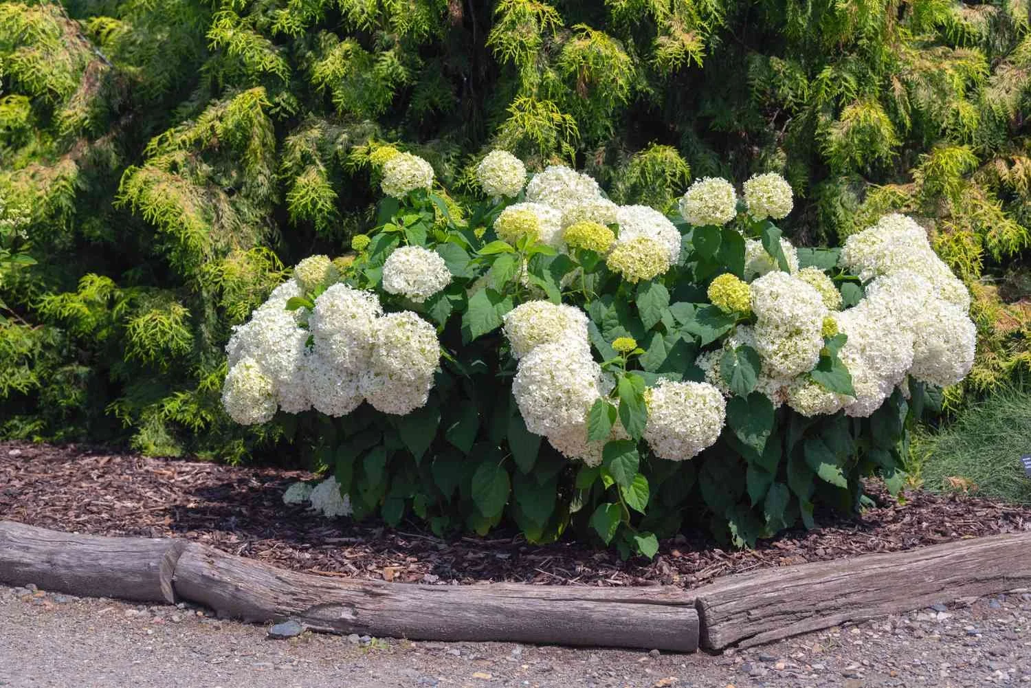annabelle-hydrangea-care-guide-7507139_03-088d6e049aee474ba1ea9db2a3f55506.jpg