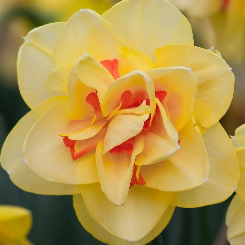 Tahiti - Daffodil Bulbs (pre-order for pickup 10/17, 3-6pm)