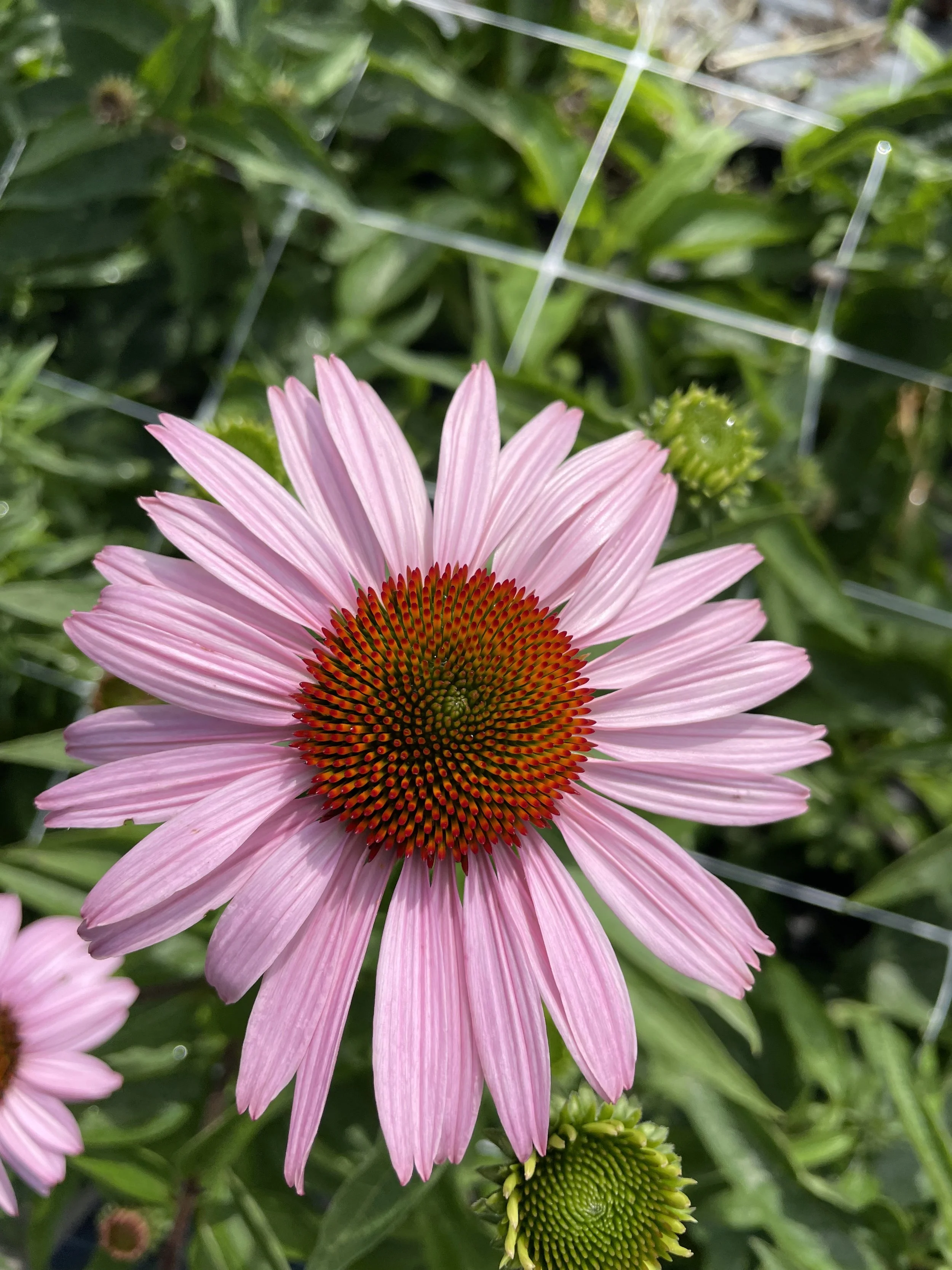 Echinacea purpurea or Eastern purple coneflower - single plant (pre-order for pick-up)