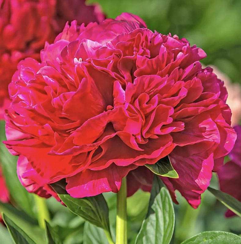 Mystery DFF Divisions - Peony Bare Root (pre-order for pick-up on 10/17, 3-6pm)
