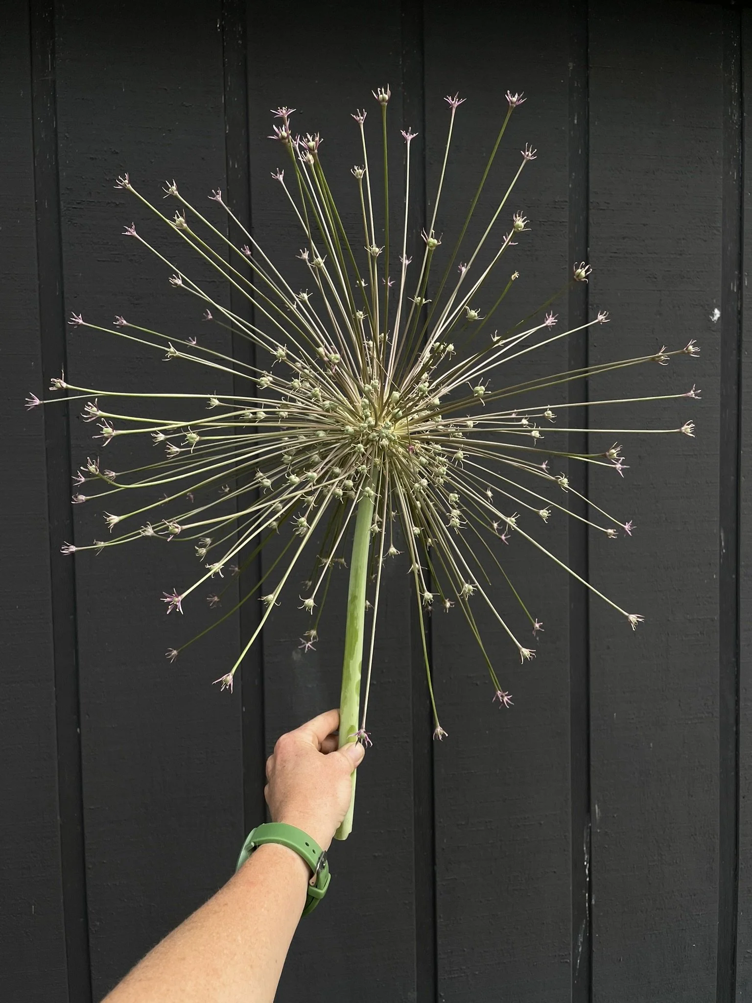Allium Schubertii - Bulbs (pre-order for pickup on 10/17, 3-6pm)