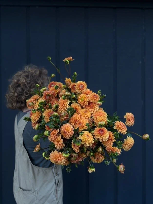 Dahlia Tuber: Sylvia (Spring 2026 shipping)