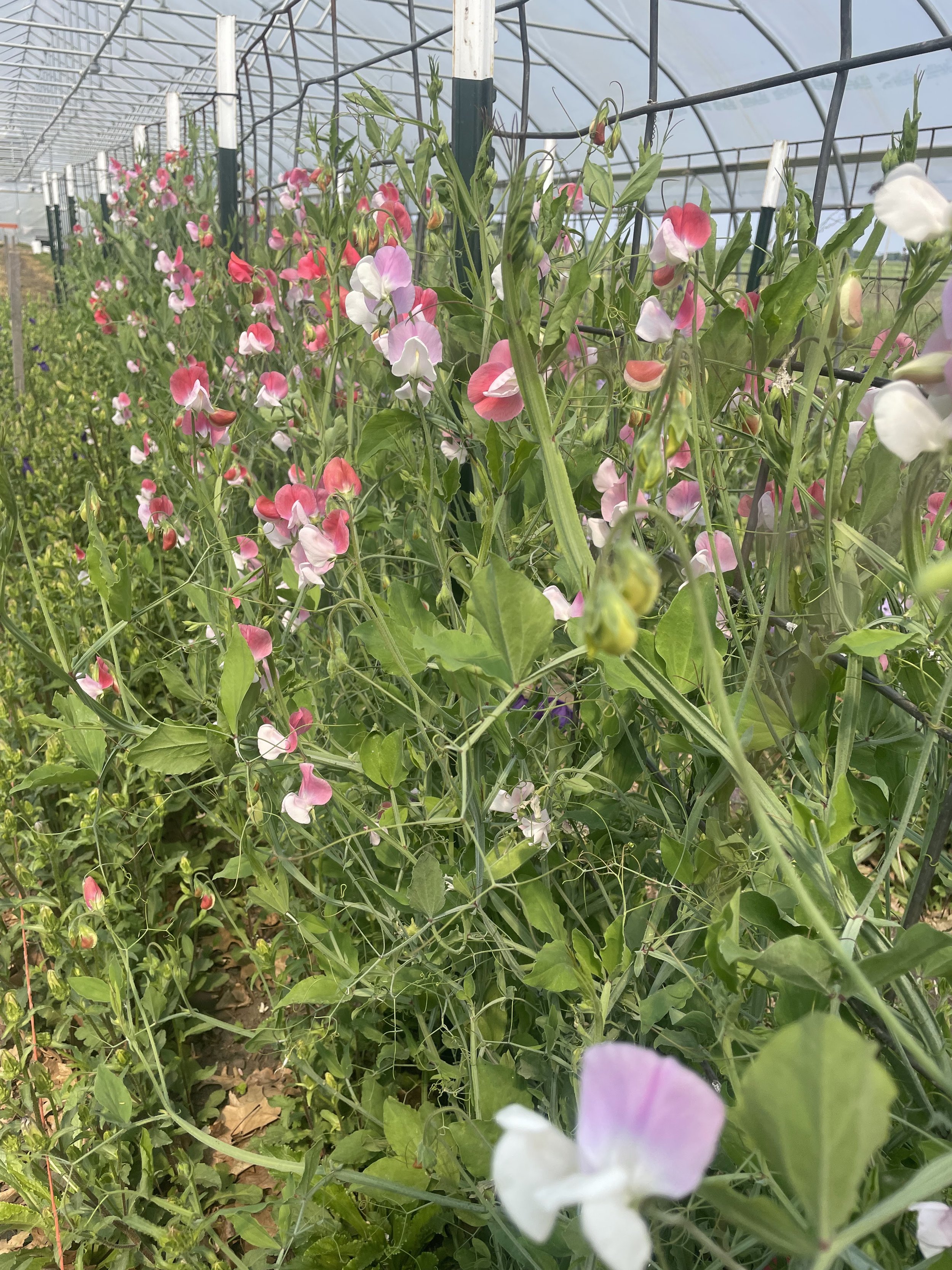 Mixed-colored Sweet Peas 4-pack (pre-order for pick-up)