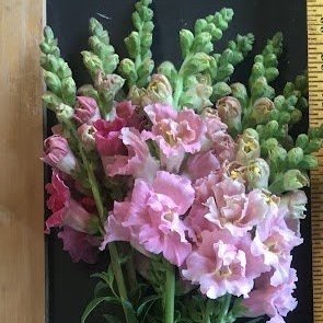 Madame Butterfly Rose Snapdragons 4-pack (pre-order for pick-up)