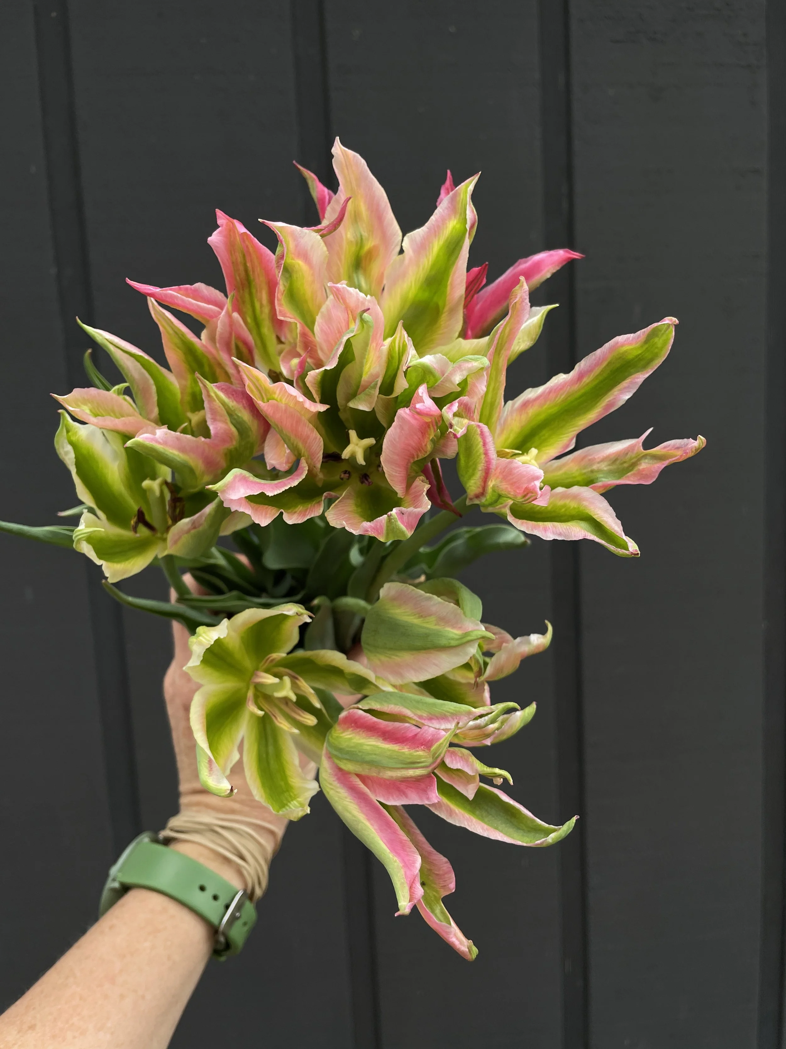 Virichic - Tulip Bulbs (pre-order for pickup 10/17, 3-6pm)