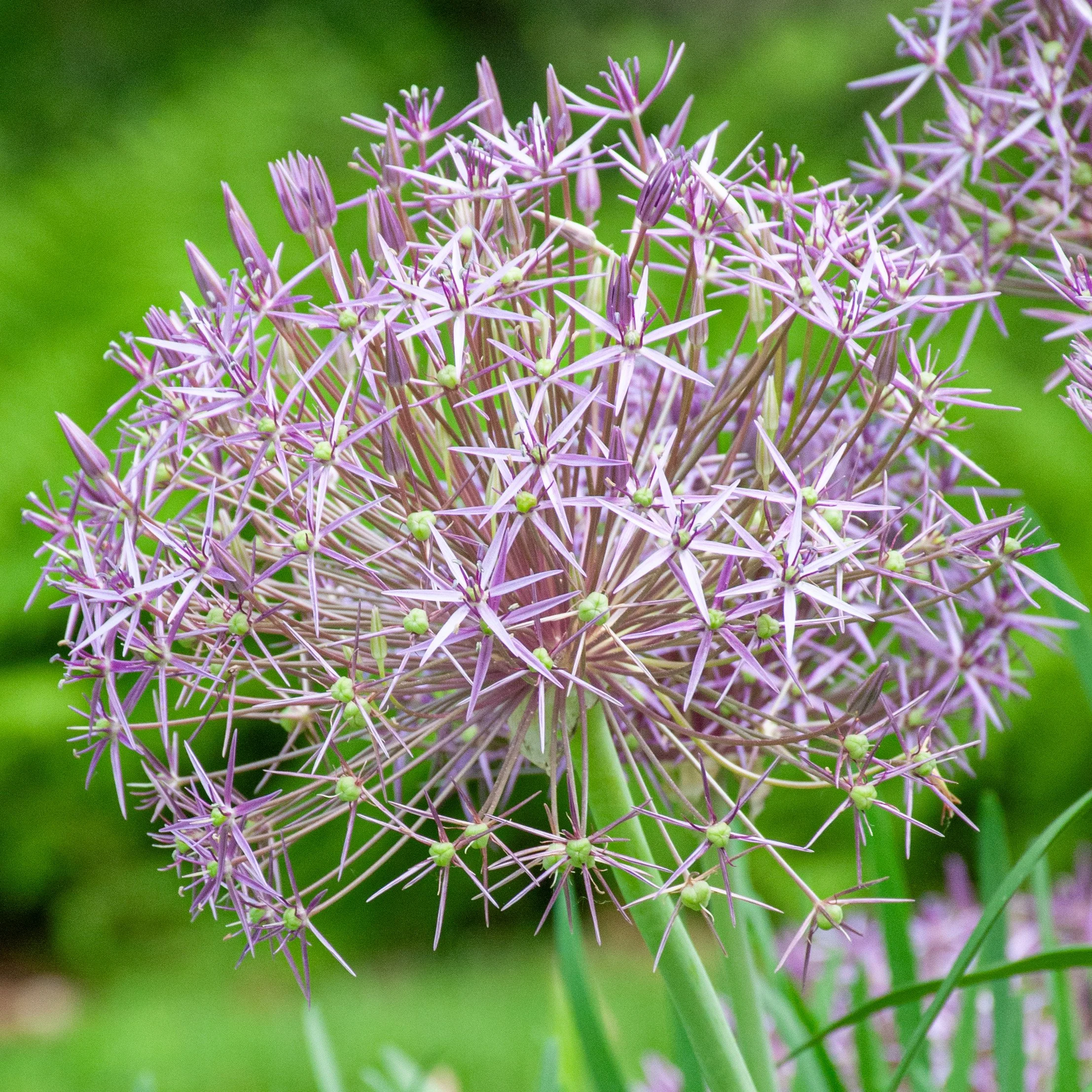 Allium Christophii - Bulbs (pre-order for pickup on 10/17, 3-6pm)