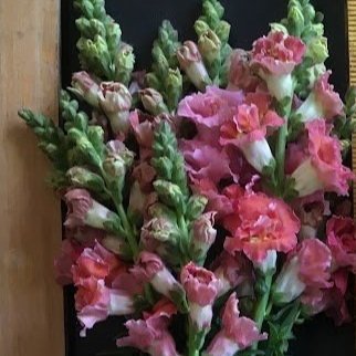 Madame Butterfly Bronze Snapdragons 4-pack (pre-order for pick-up)