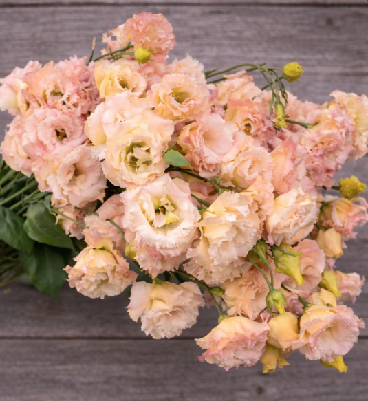 Lisianthus Voyage Champagne 4-pack (pre-order for pick-up)