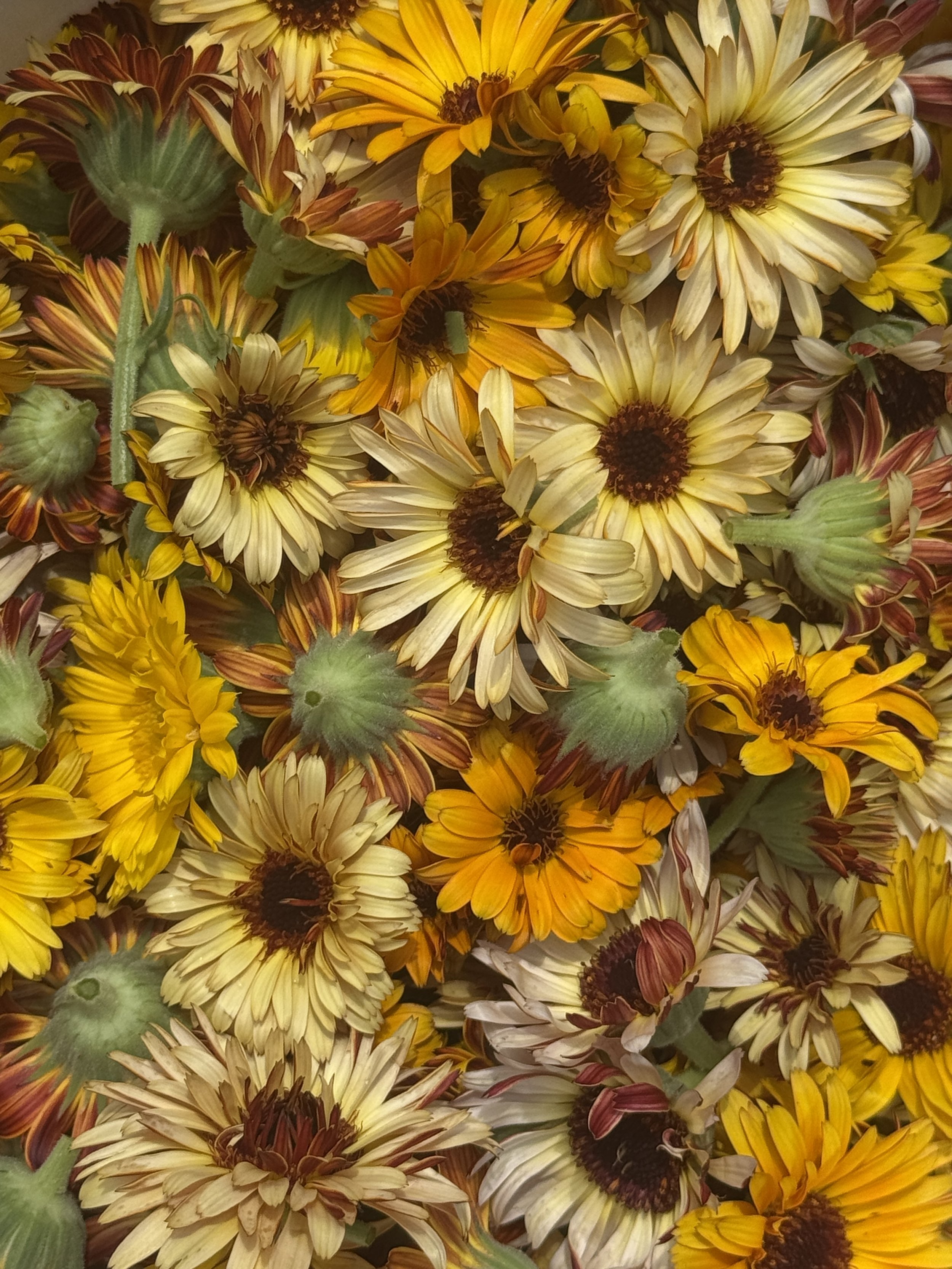 Calendula 4-pack (pre-order for pick-up)