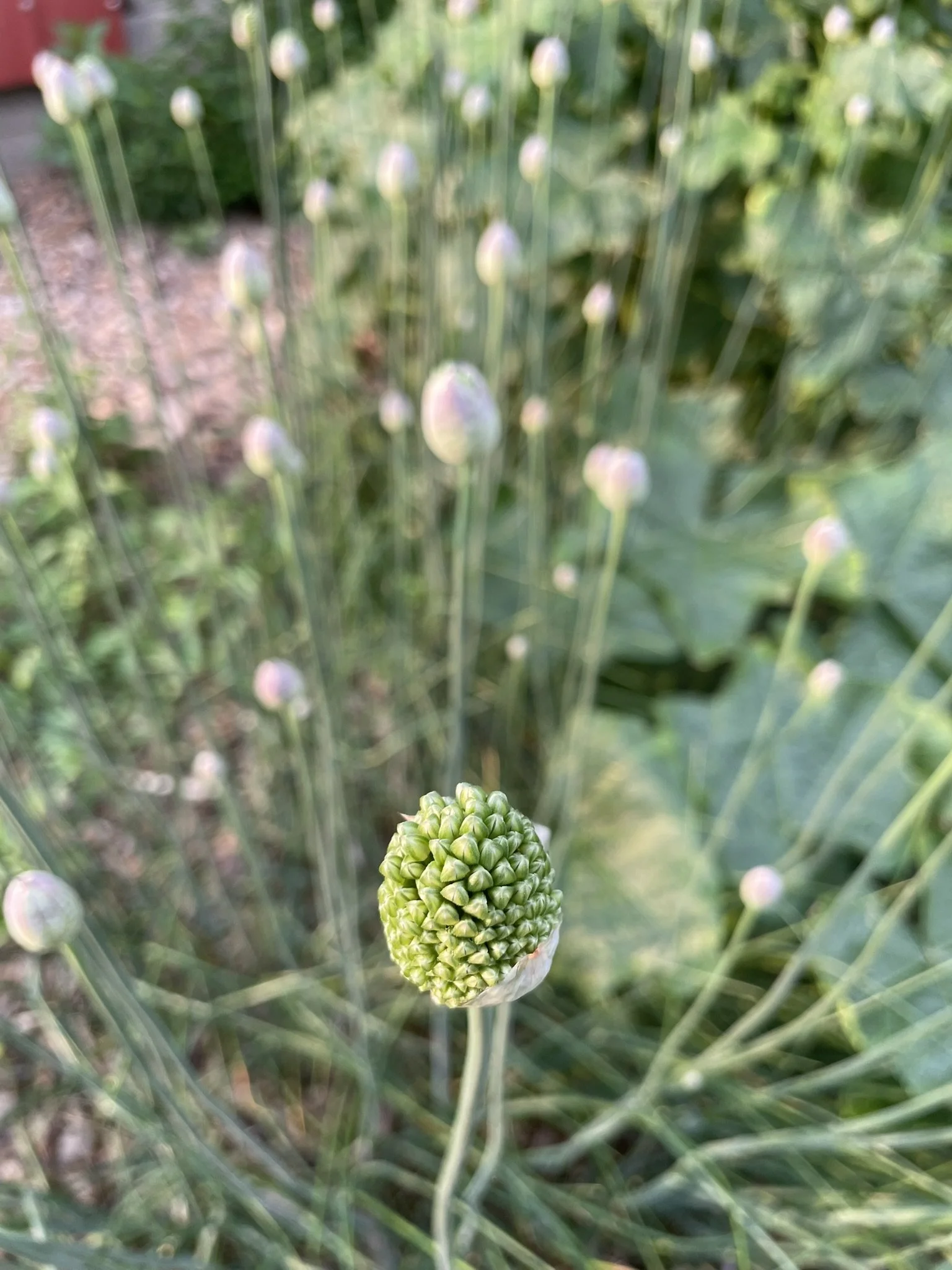 IMG_6486.JPEG