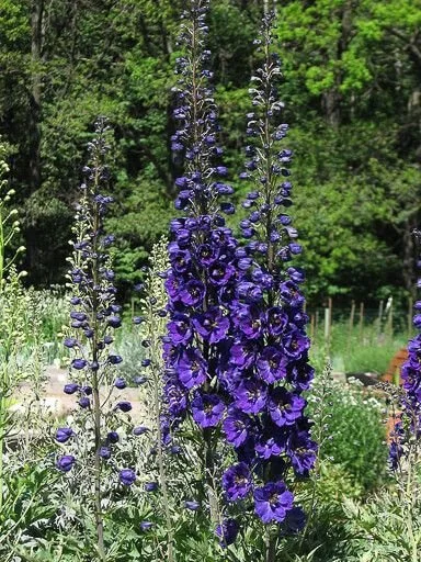 Black Knight Delphinium (pre-order for pick-up)