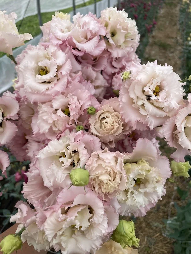 Lisianthus Voyage Pink 4-pack (pre-order for pick-up)