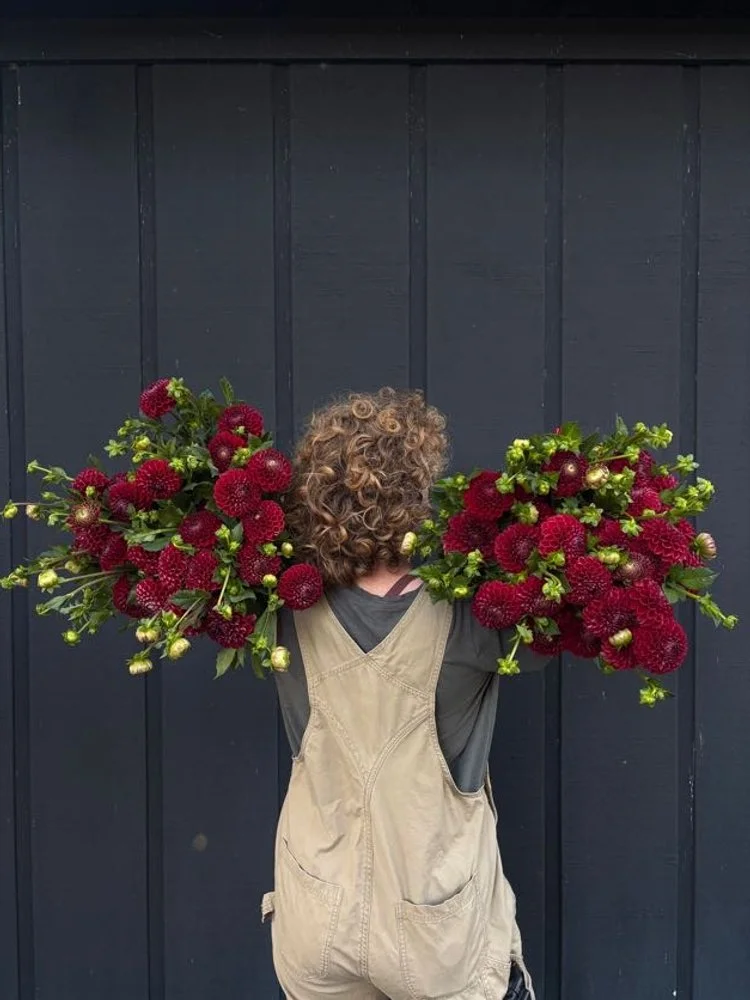 Dahlia Tuber: Cornel (Spring 2026 shipping)