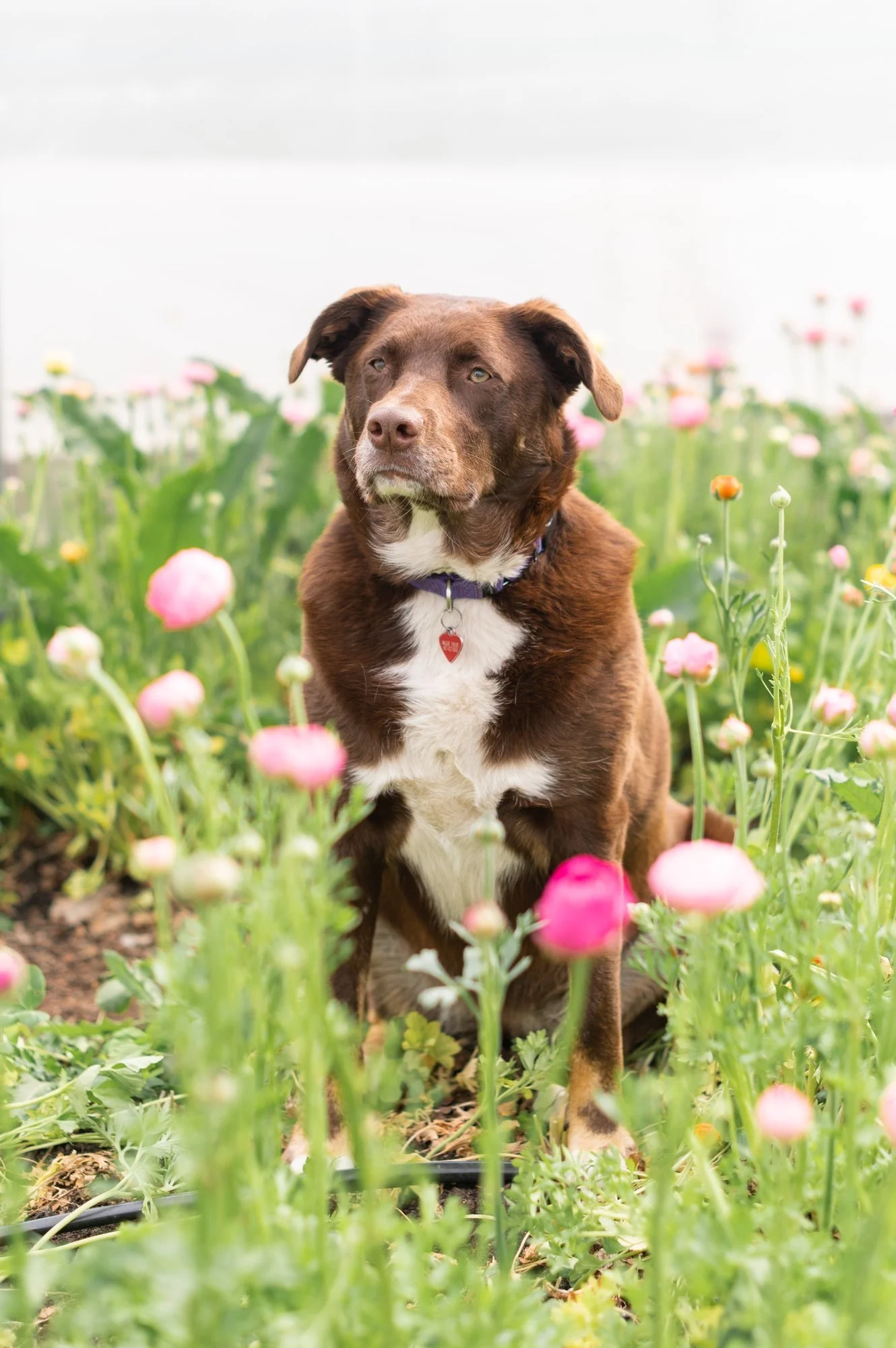 Rosie the brown dog sits in a bed of flowers
