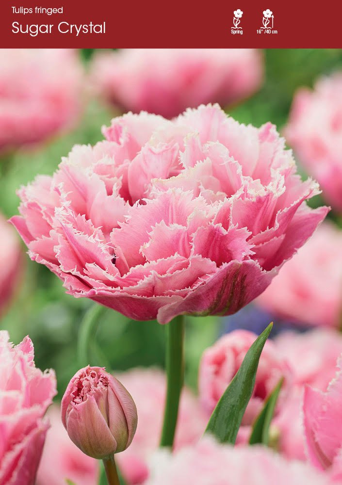 Sugar Crystal - Tulip Bulbs (pre-order for pickup 10/17, 3-6pm)
