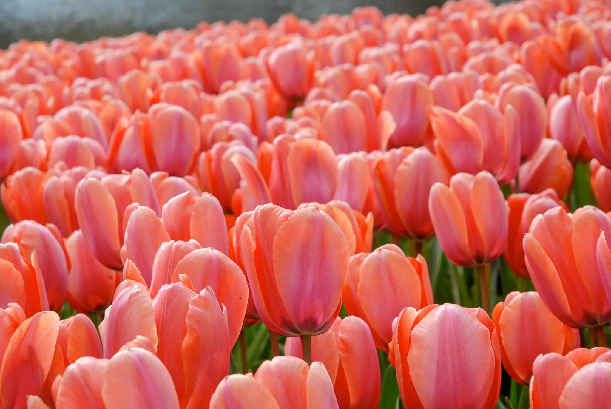 Big Apricot - Tulip Bulbs (pre-order for pickup 10/17, 3-6pm)