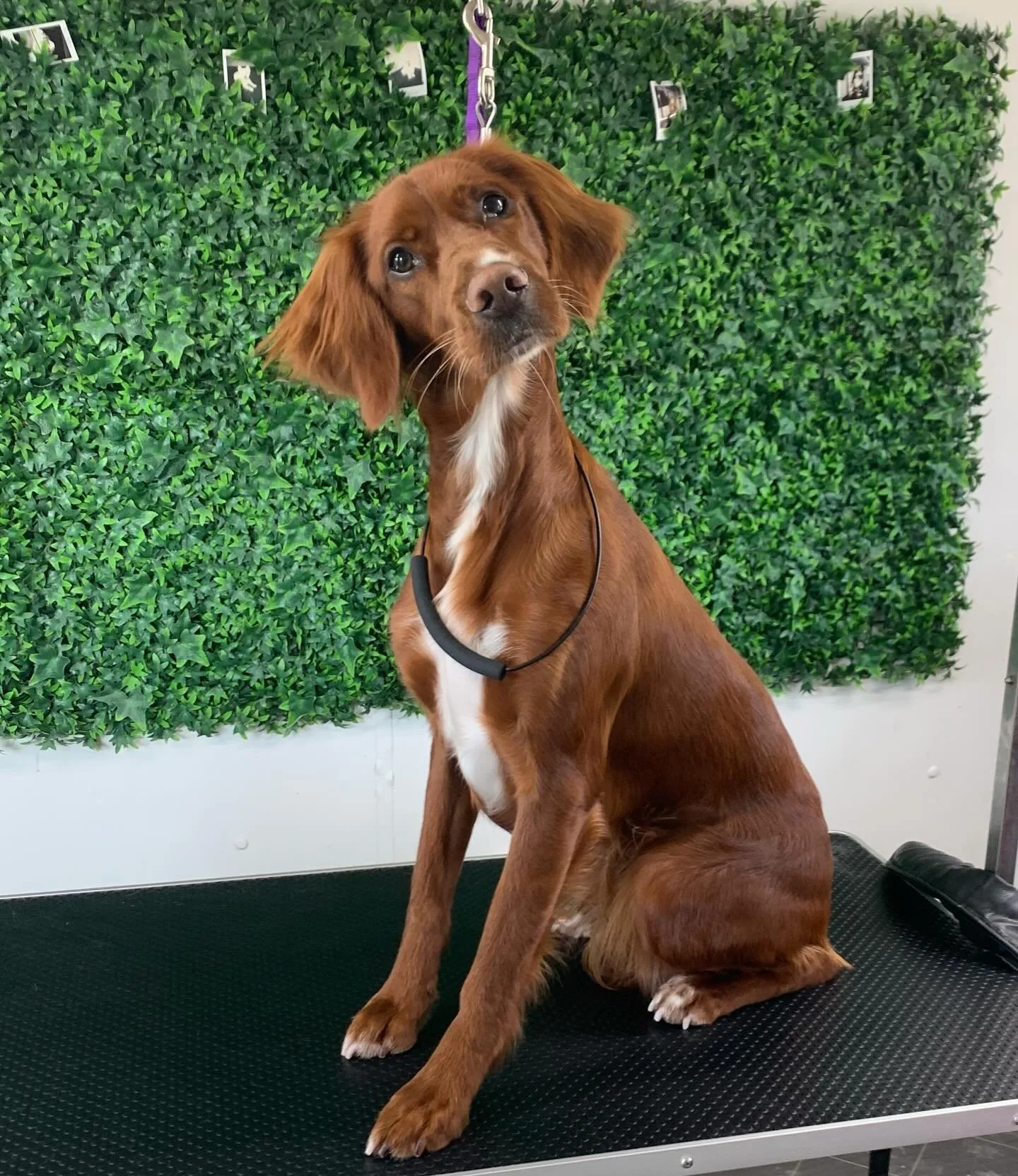 How beautiful is Realta 🌟 Sitting all proud after the pampering session ❤️