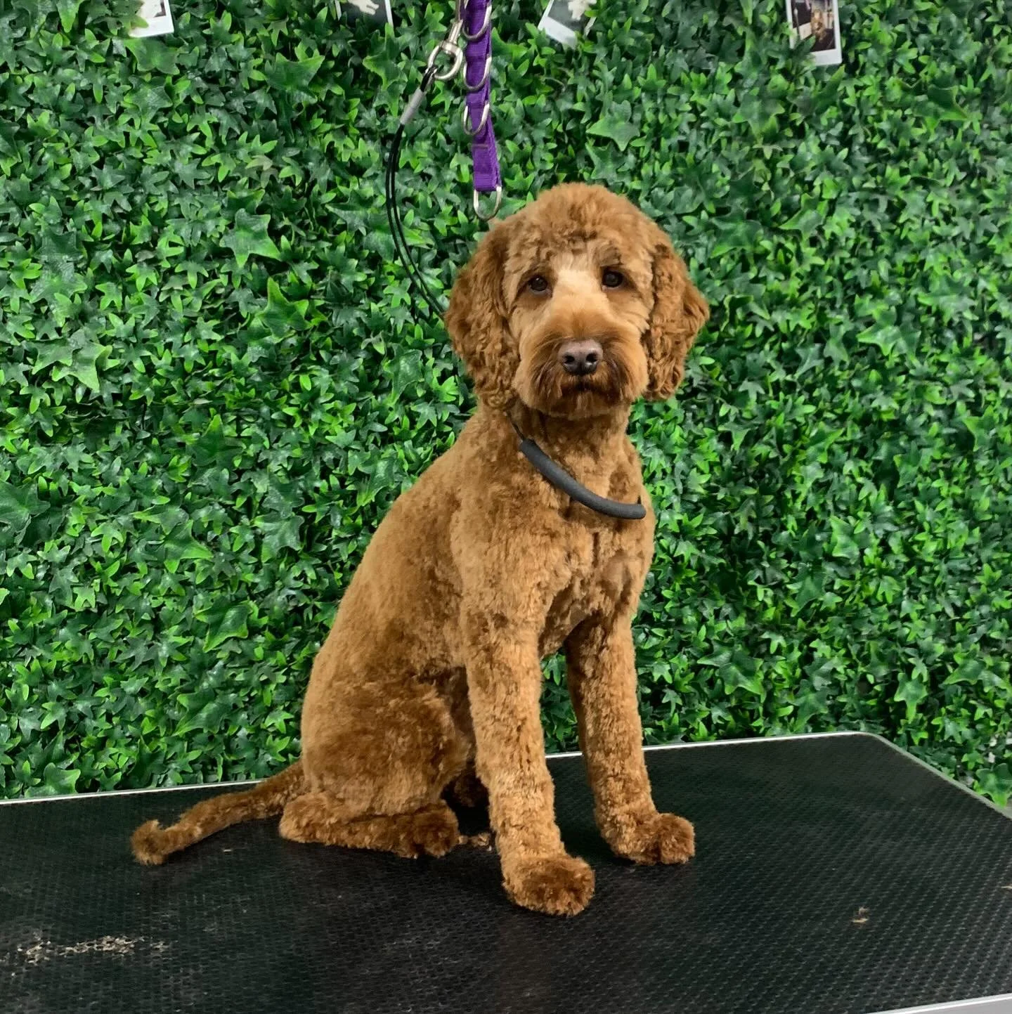 🧡Beautiful Bonnie 🧡 Bonnie is a regular at The Fluff Factory, making it easy to keep that curly coat fluff and fabulous! 🧸