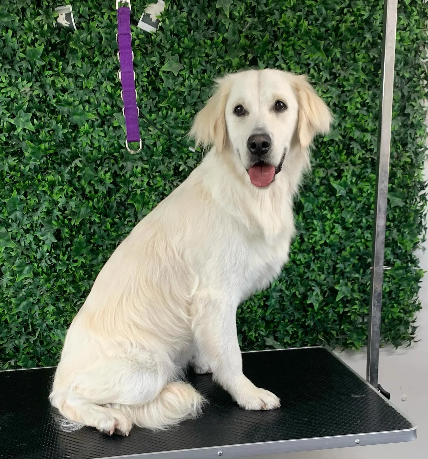 Cleo all smiles after her pampering session 🩷