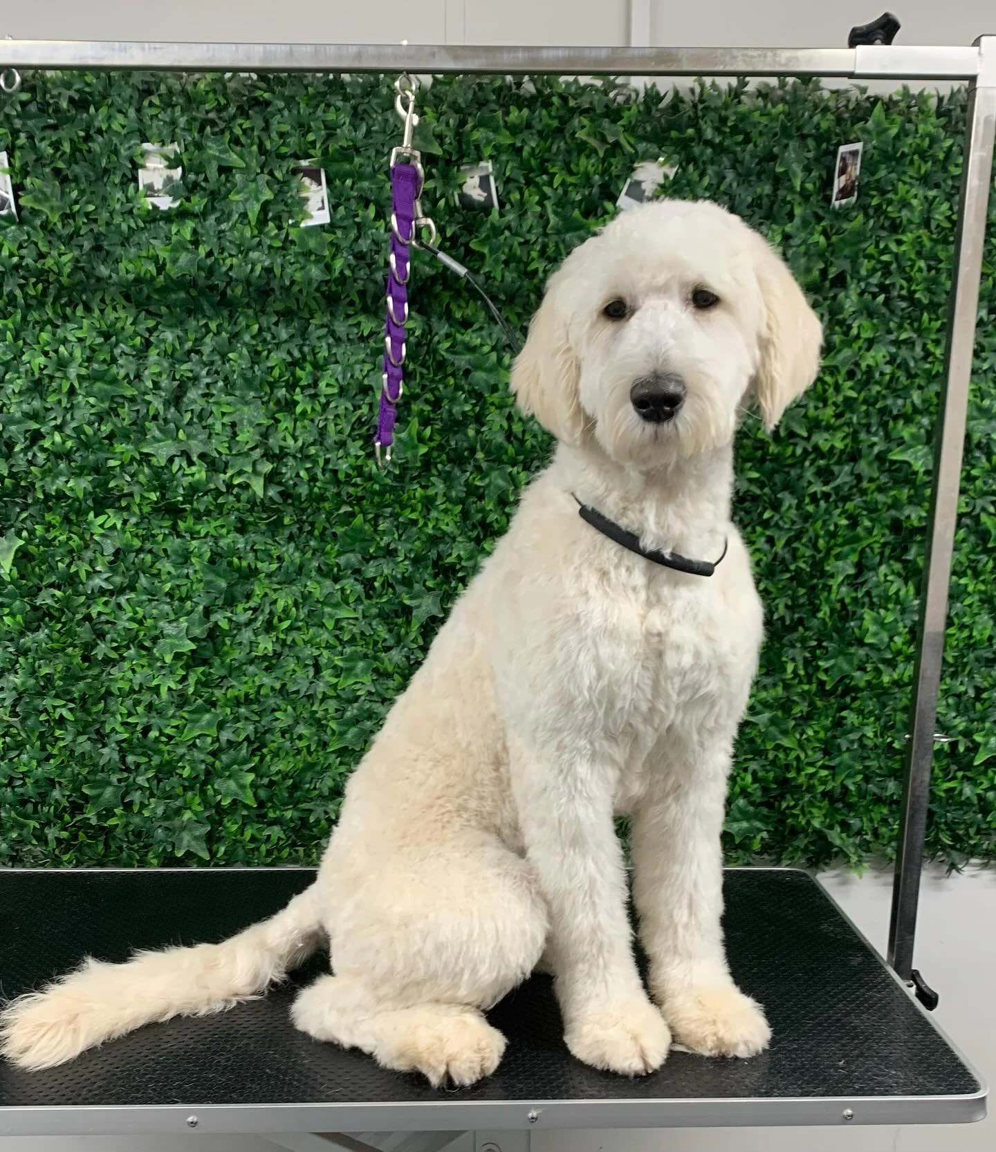 Big fluff ball Polly sitting all pretty after her pampering session 🩷