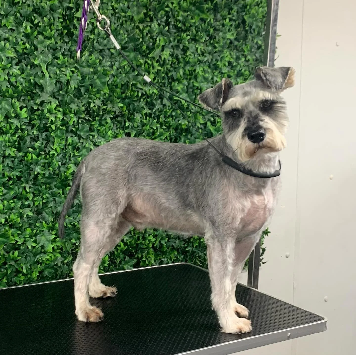 Lovely tidy pet trim for Otto 💙