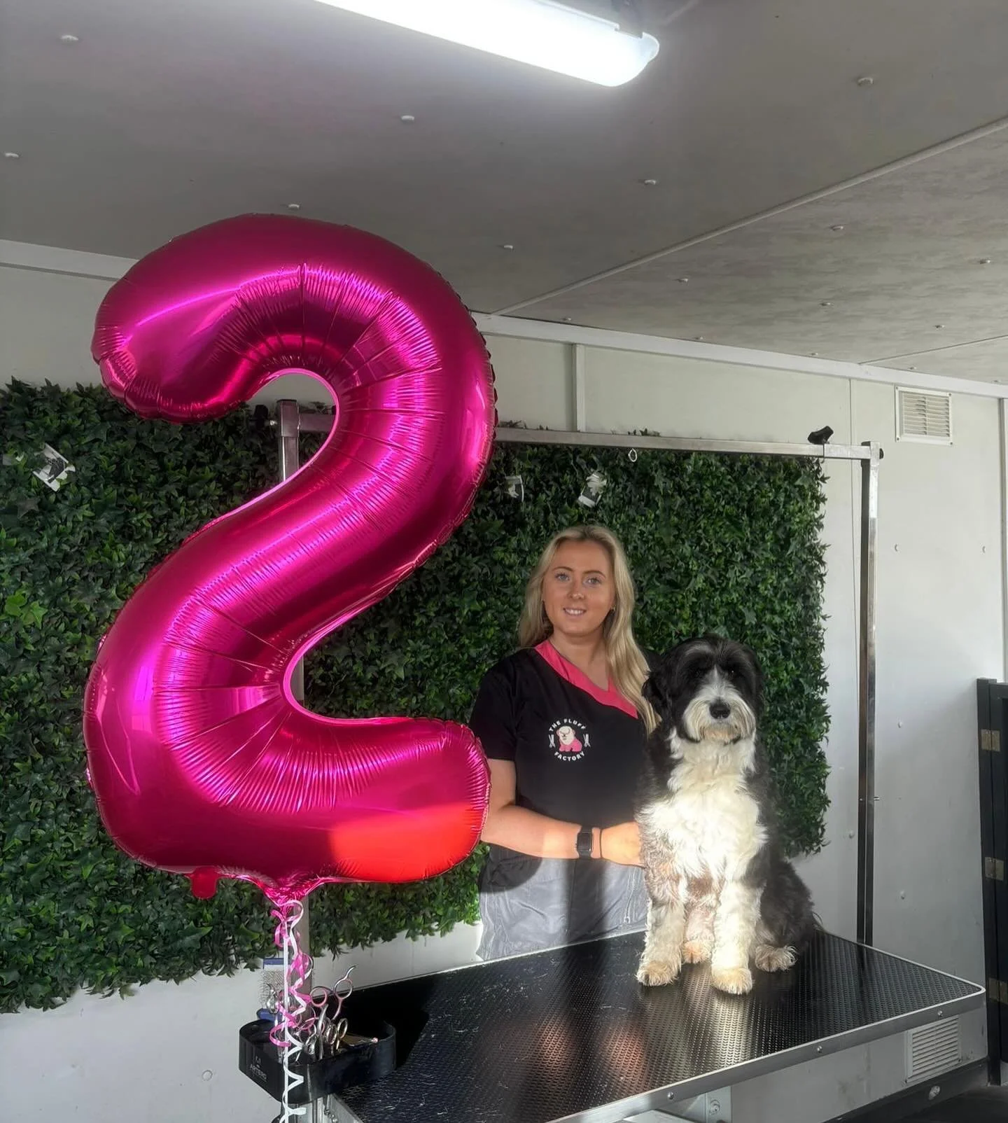 🐾 The Fluff Factory turned 2 🐾 Today marks 2 amazing years of fluffy makeovers and the best clients a groomer could ask for ✂️ 🩷 From my very first four legged friend to the many furry friends we see today, The Fluff Factory has grown all thanks t
