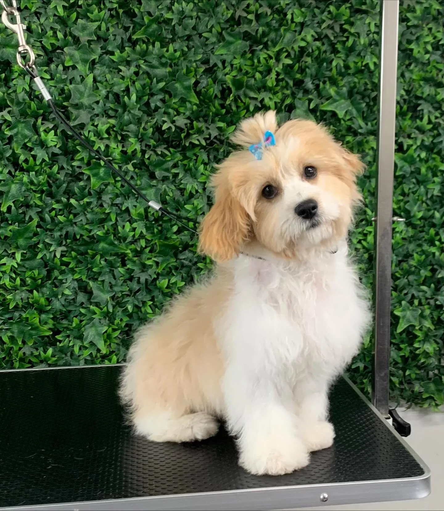 Little fluff ball Charlie 💙