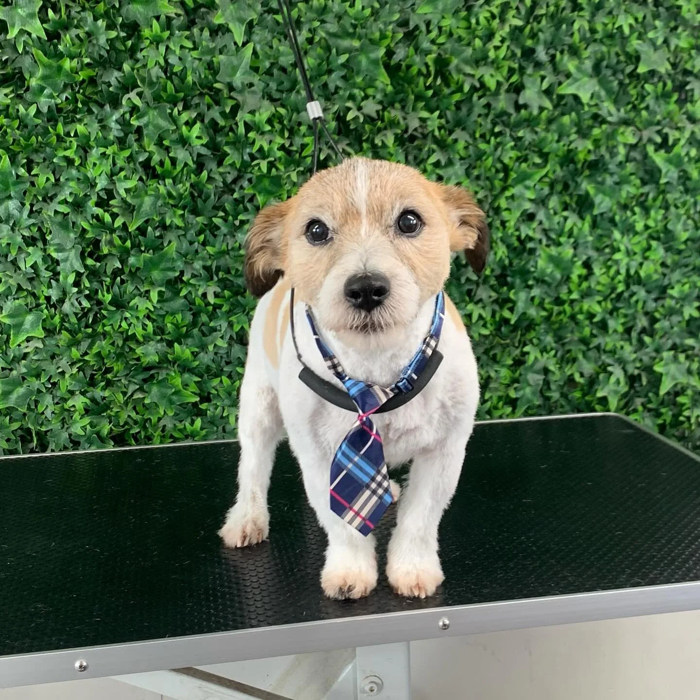 Little business man Beethoven called in for a pampering session 💙