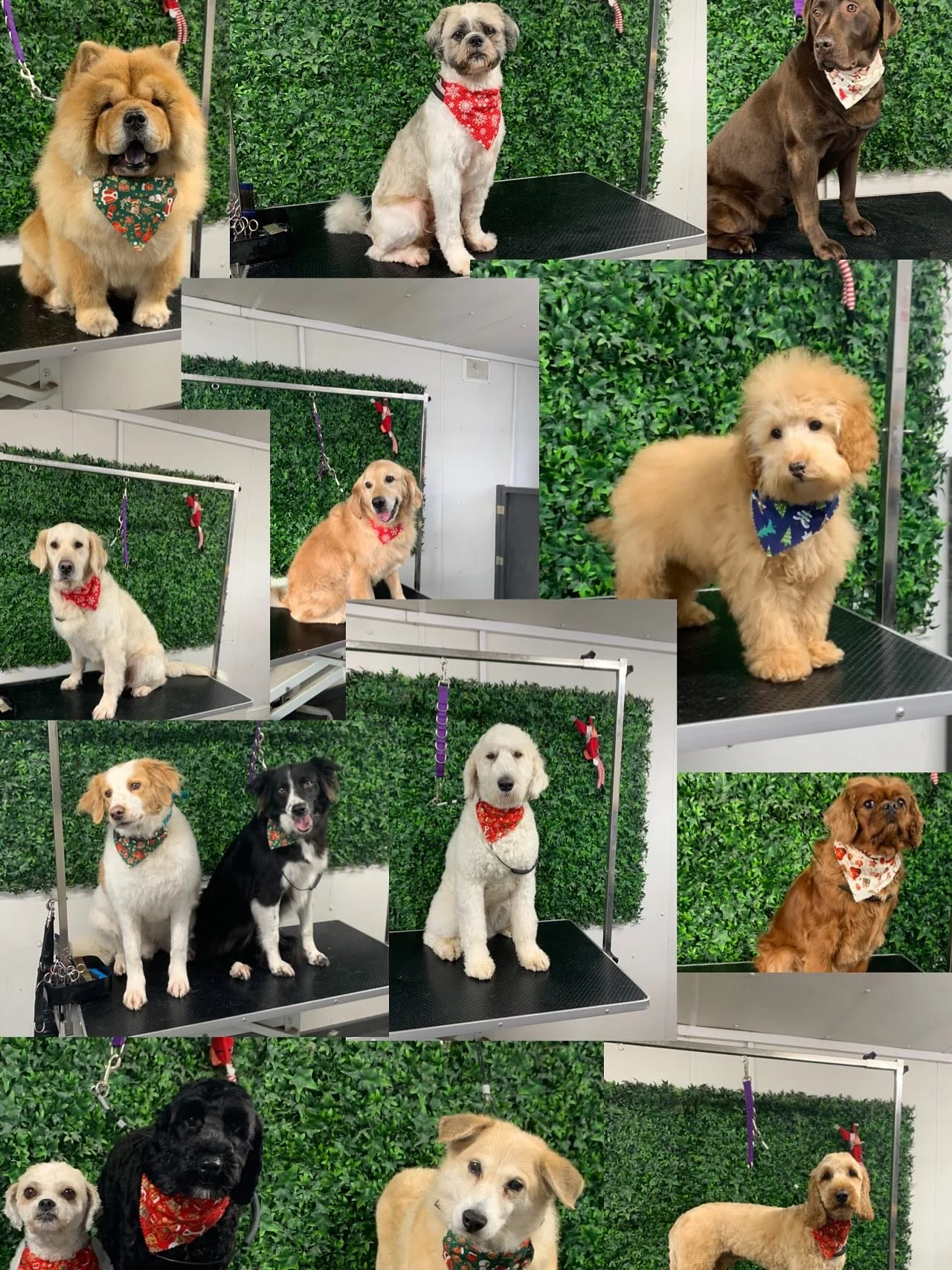 Thats 2025 over &amp; out ✂️ Merry Christmas to all my wonderful  customers! 🎄🐶 Thank you for trusting me with your furry family members this year. I hope you all have a happy, cozy Christmas filled with treats, cuddles, and wagging tails. ❤️🐾