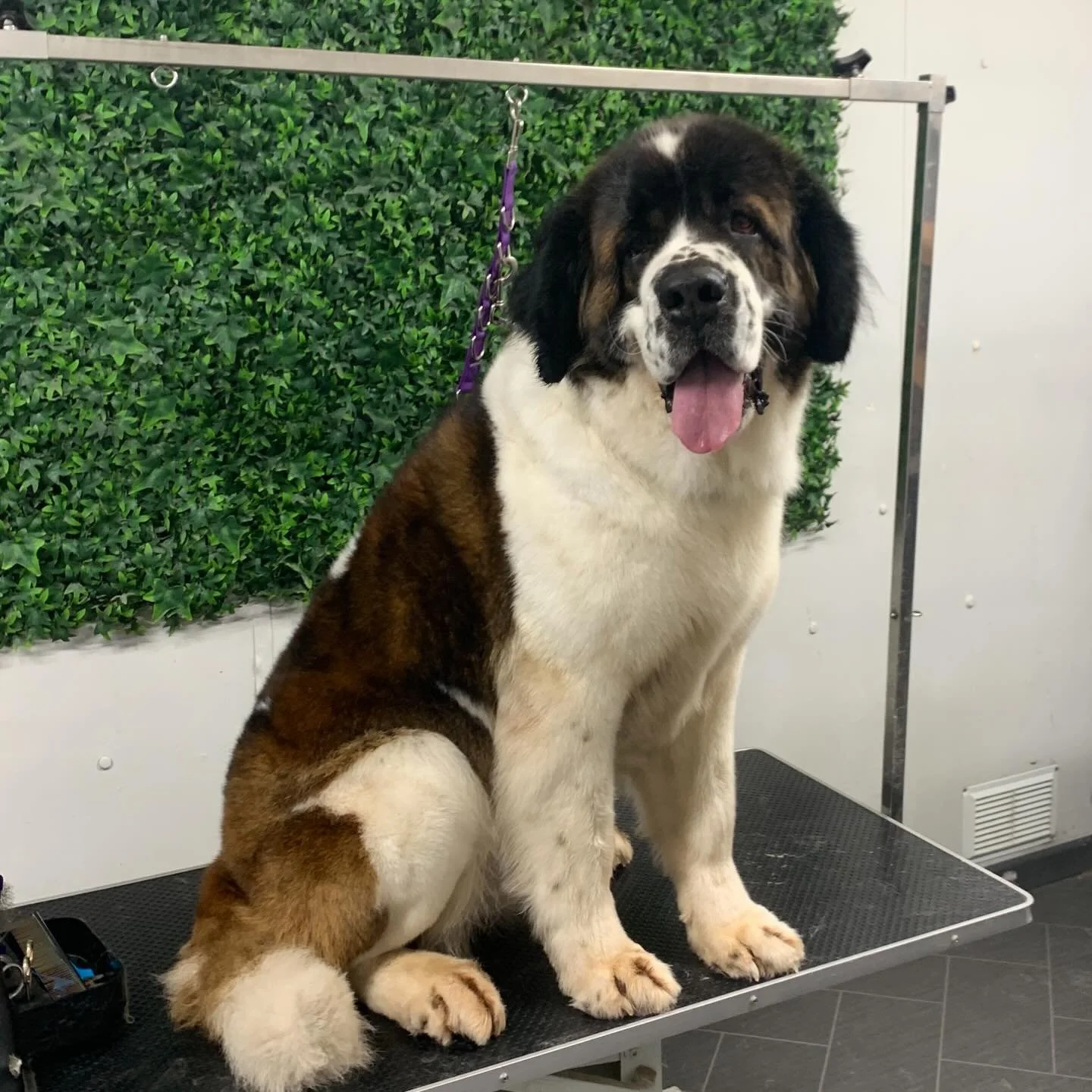 How fabulous is this giant gorgeous lady Ruby 🩷Sitting all proud after her pampering session 🌟
