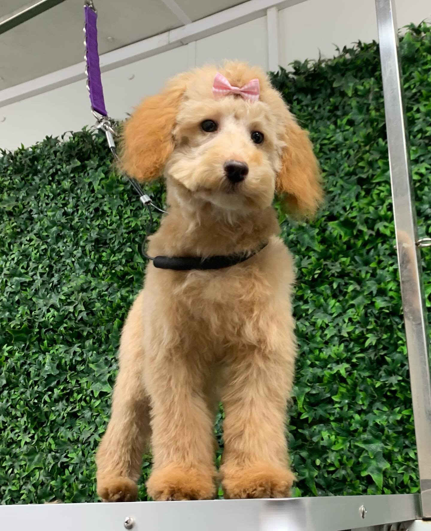 Puppy pampering session for this beautiful fluffy lady 🩷