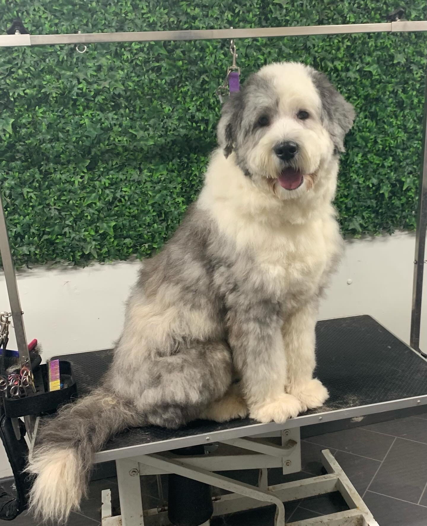 Transformation Tuesdays for this fluff ball Rocky 💙 This big boy left The Fluff Factory feeling and looking like a cuddly teddy bear 😍