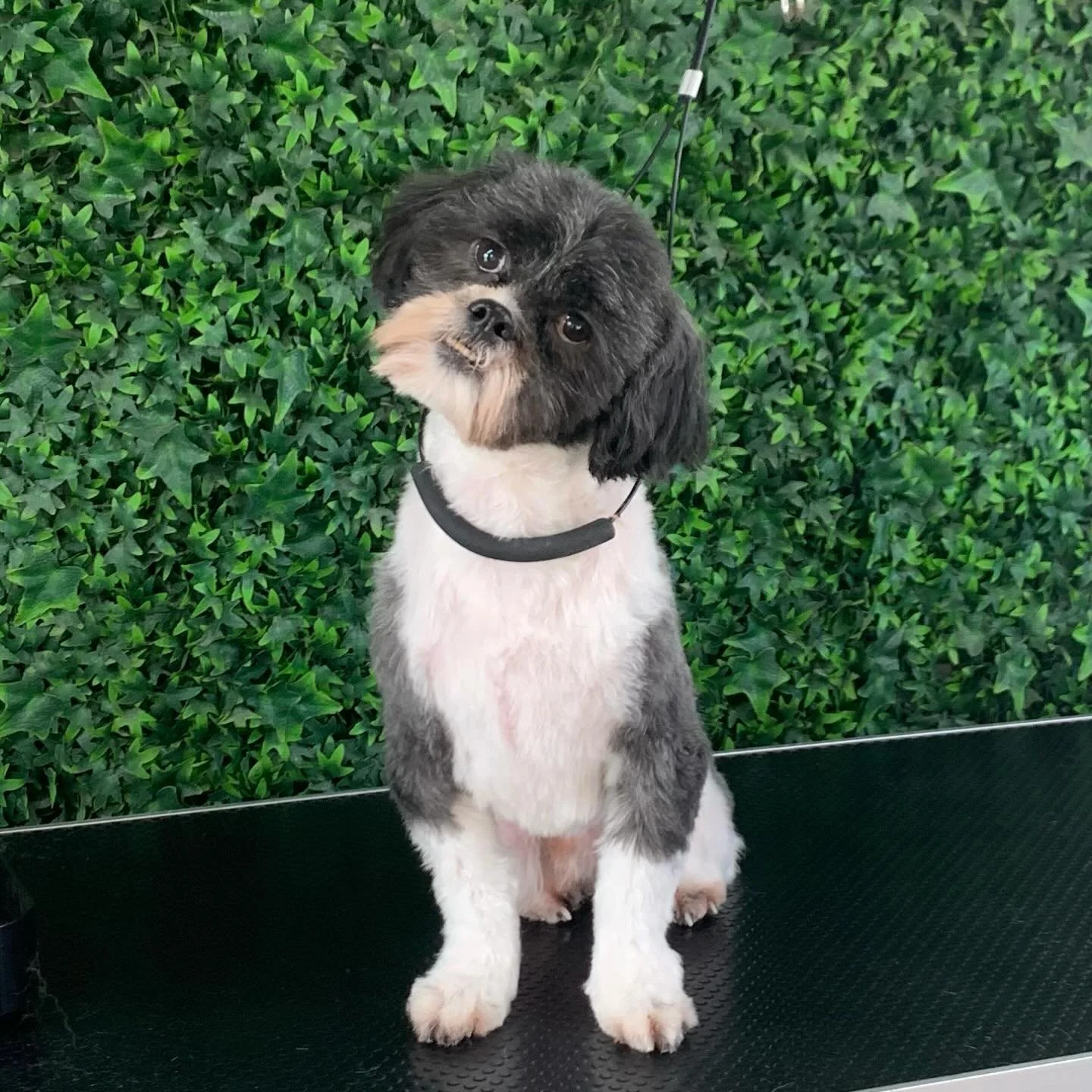 How handsome is Mister Coco 💙💙