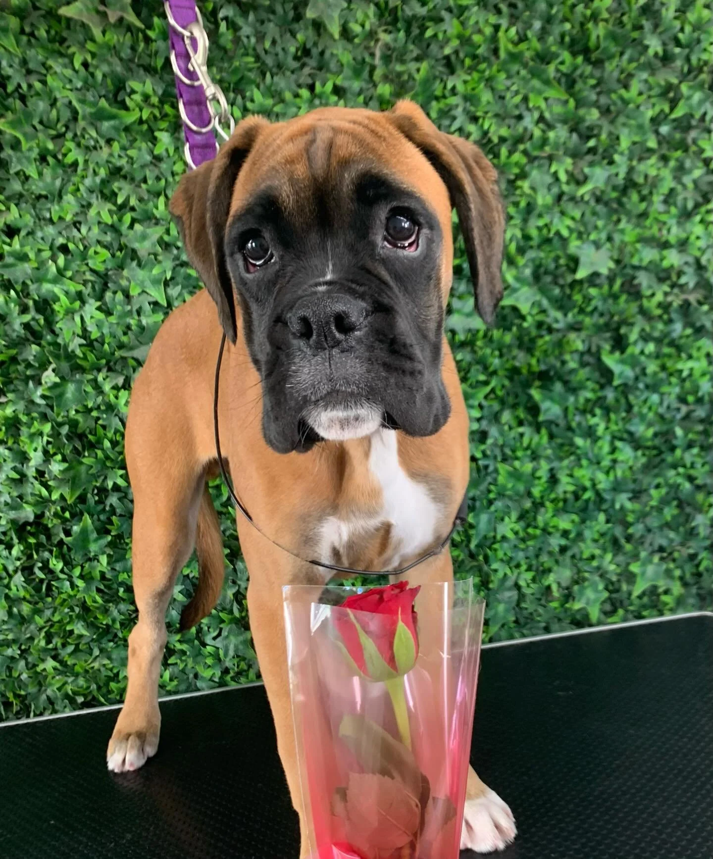 Wishing all my wonderful clients both two legged &amp; four legged a very Happy Valentines Day! ❤️