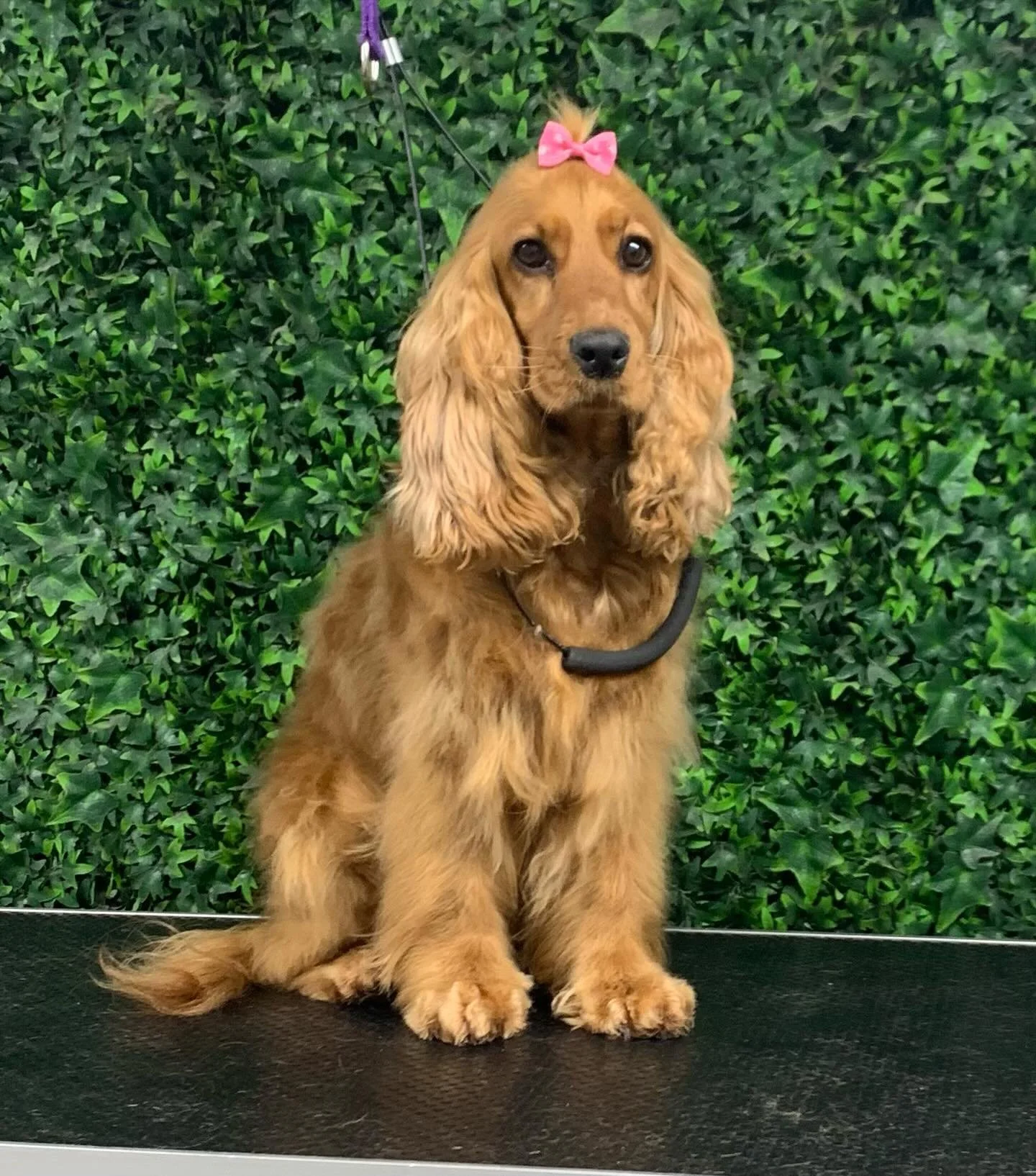 Phoebe sitting all pretty after her pampering session 🩷