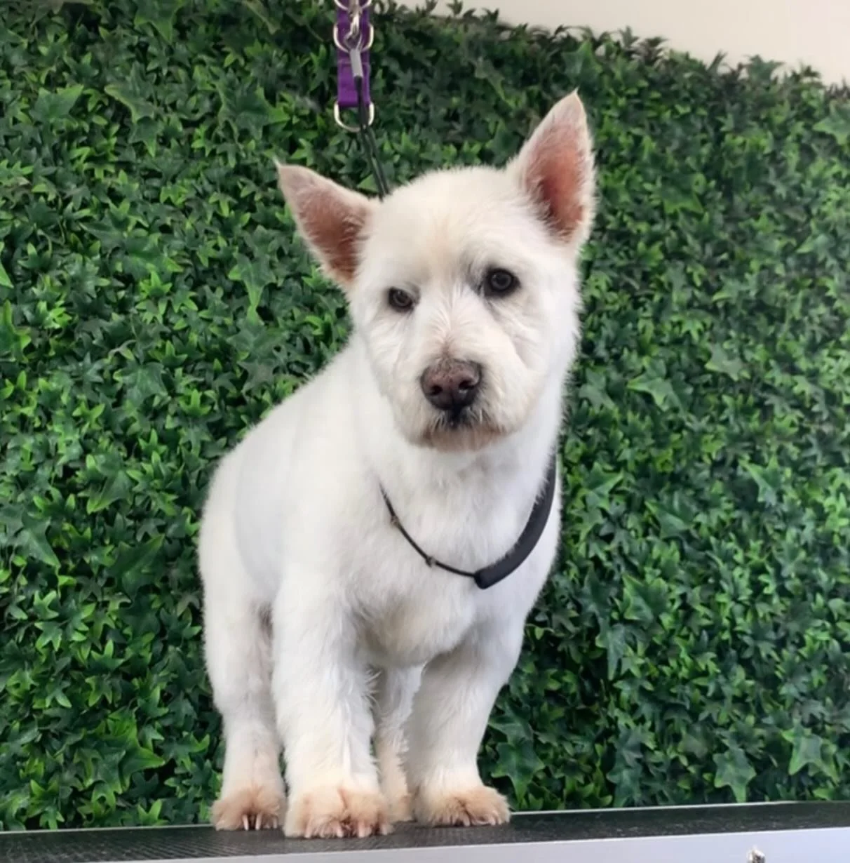 Handsome little polar bear Bailey 🐻&zwj;❄️ 💙