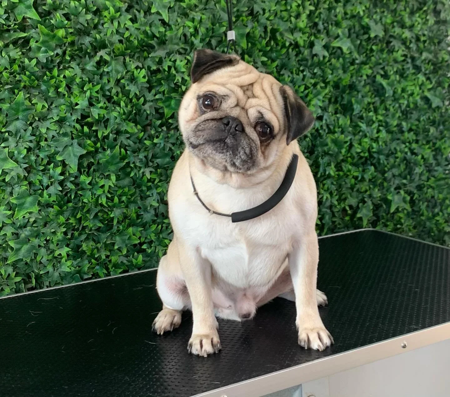 Just a little potato with a wrinkly face and tiny legs 💙