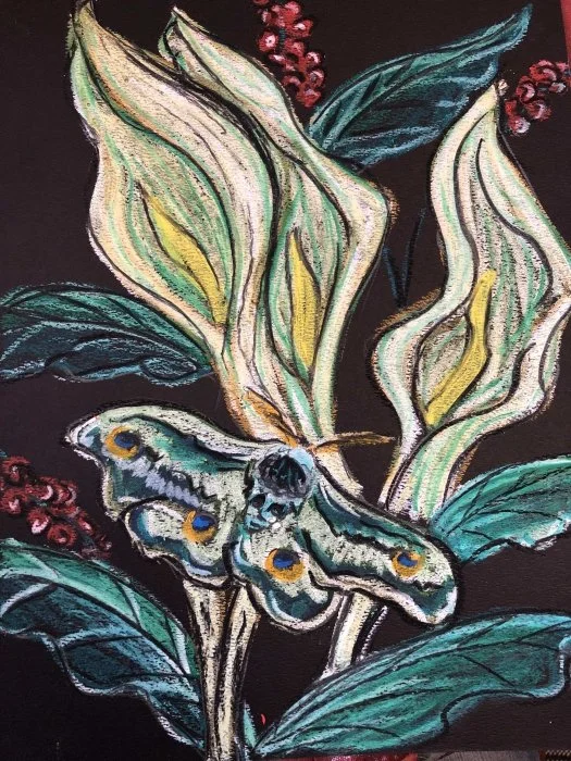 Van Gogh Peacock Moth-Oil Pastel