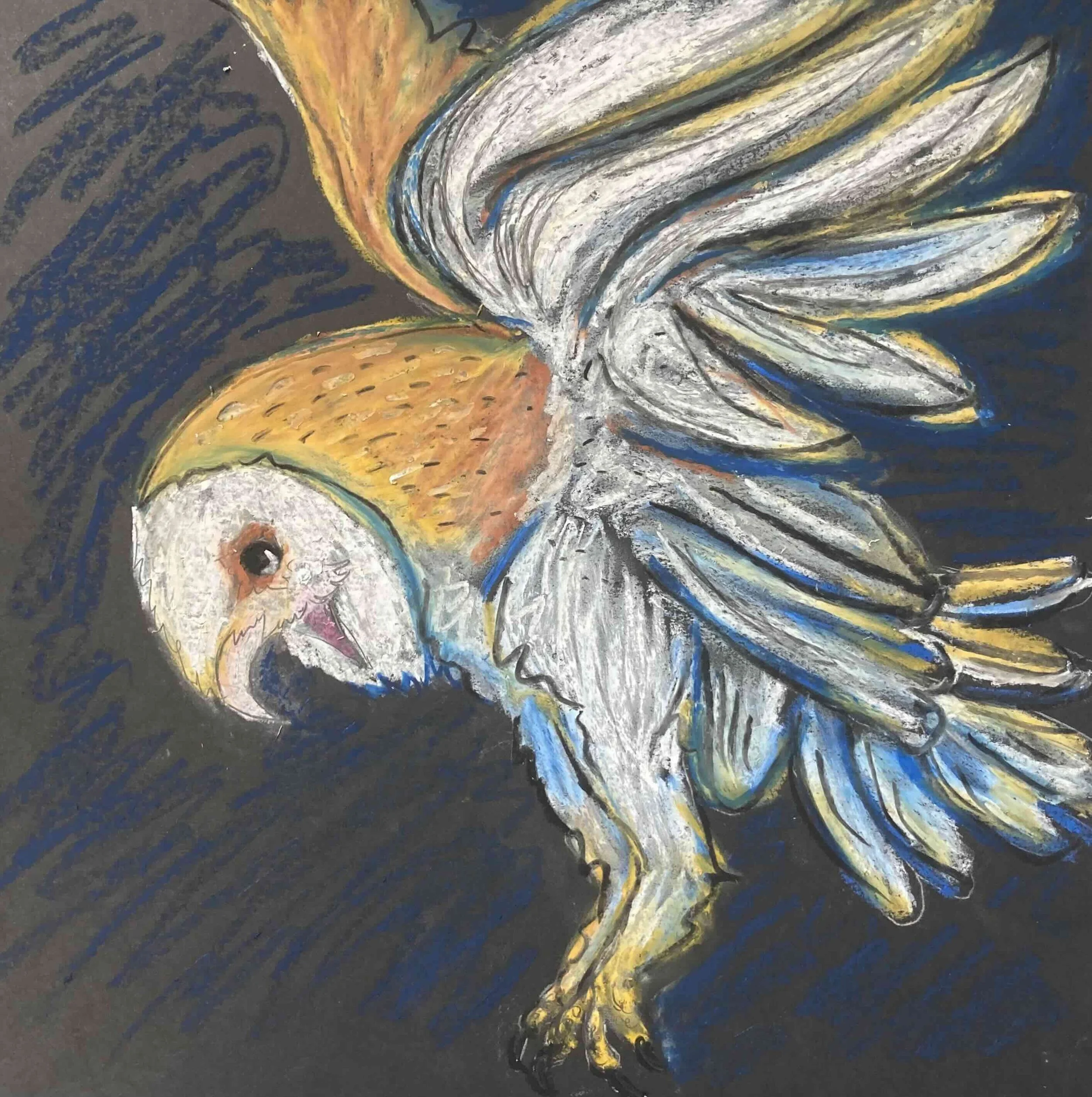 Barn Owl