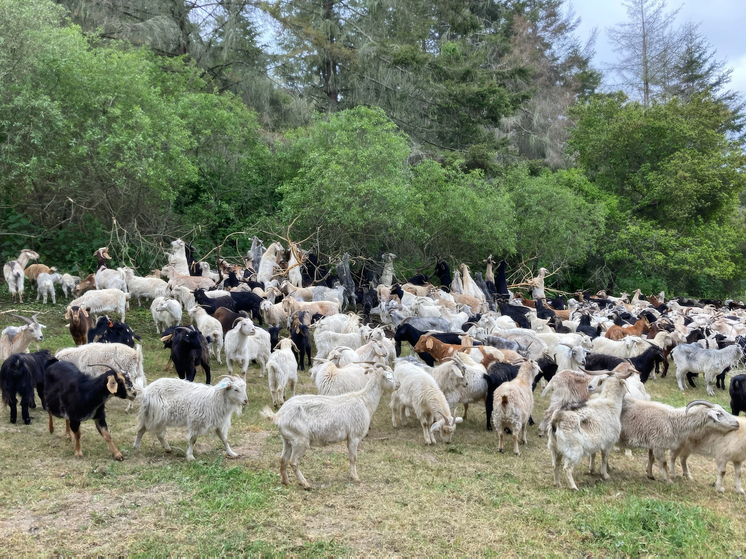 Goats grazing