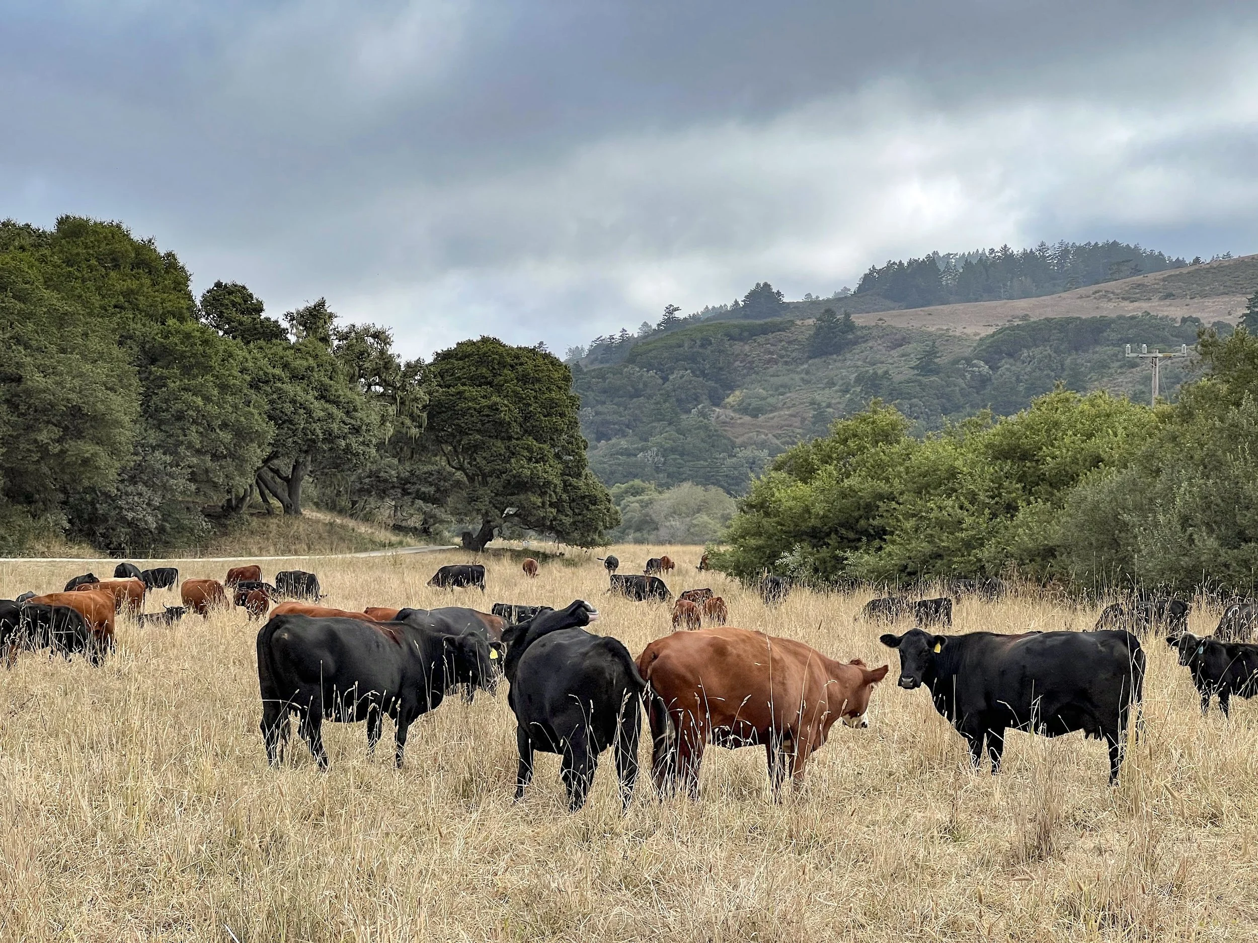 cattle-in-the-front-pasture-TKR.JPG