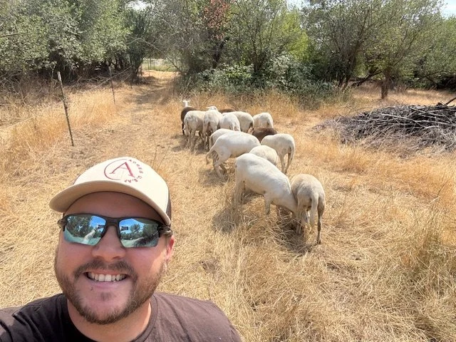Flock of West's hair sheep in Umatilla County.jpeg