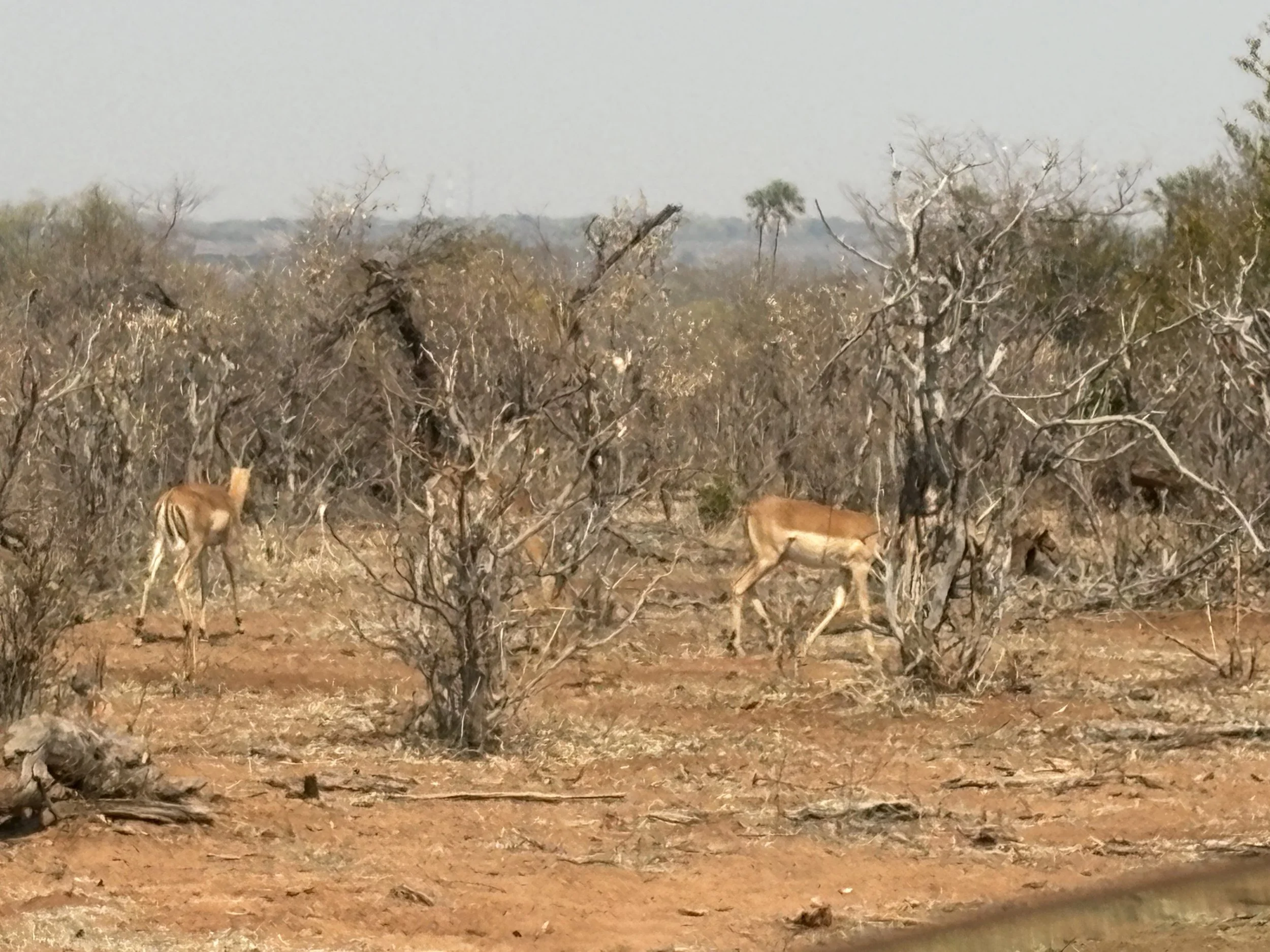  &nbsp;Impalas moving through one of Zimbabwe’s national parks. Very little grass. Trees and shrubs defoliating and dying. 