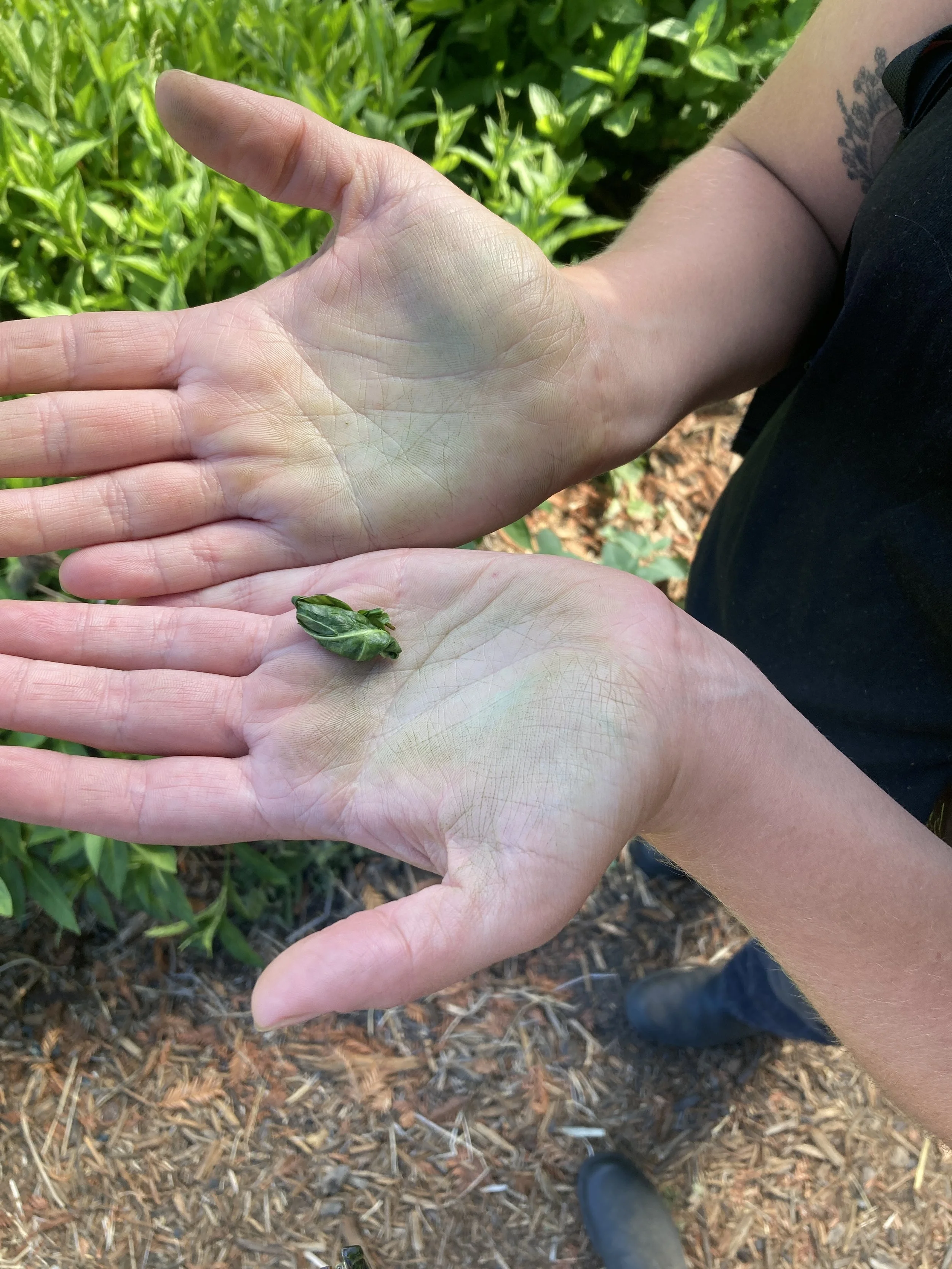 Embodied Learning at New Cowgirl Camp