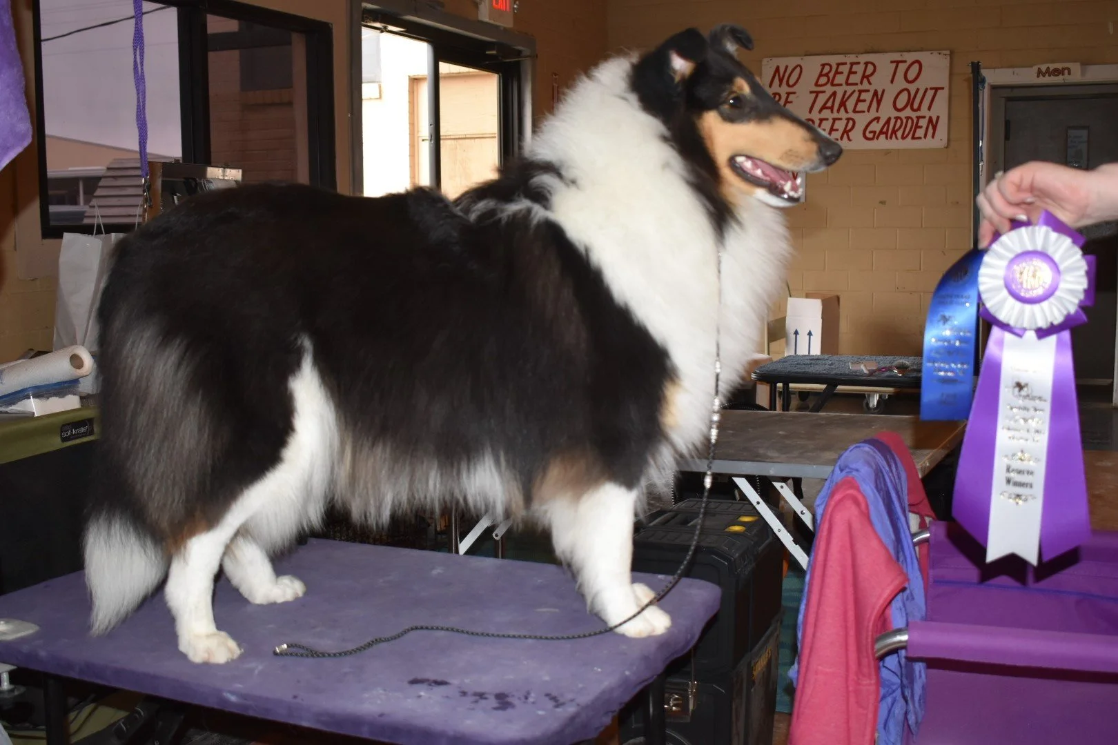 Duchess — Commander Collies - AKC Rough Collies In Texas
