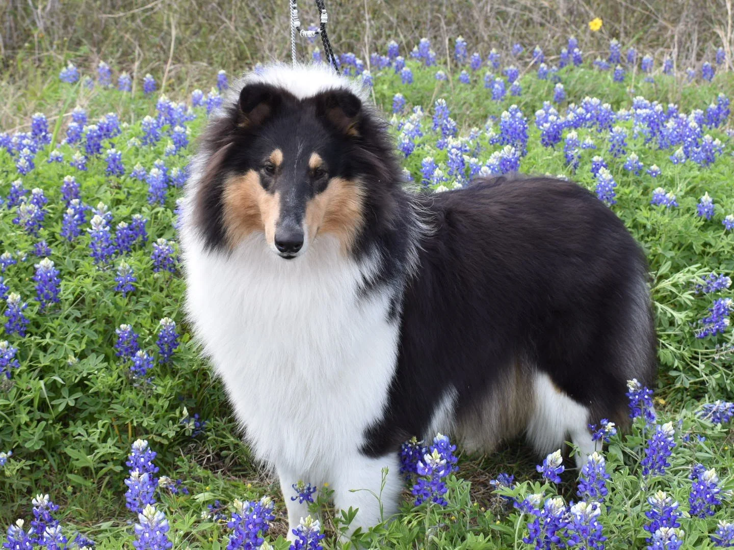 At Home On The Ranch — Commander Collies - AKC Rough Collies In Texas