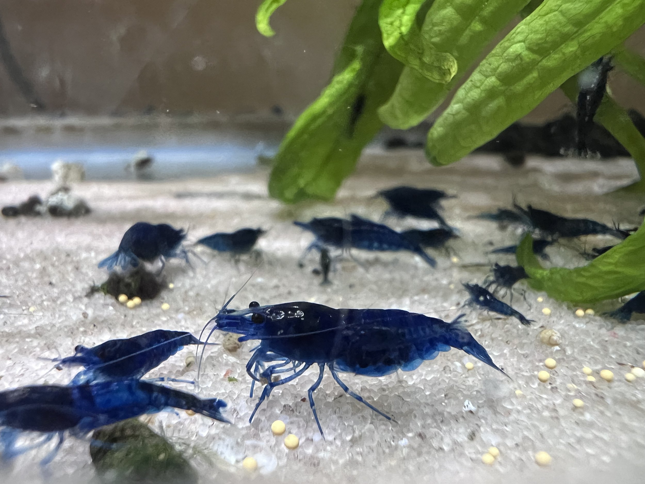 Ocean Blue