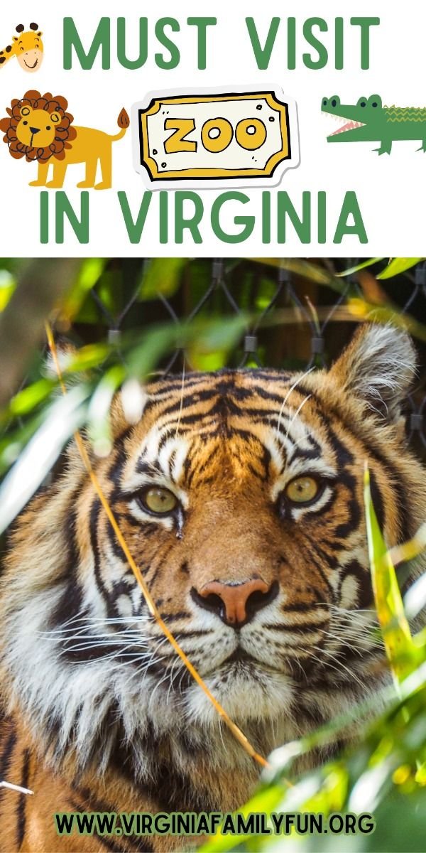 11 Best Family Zoo Options in Virginia