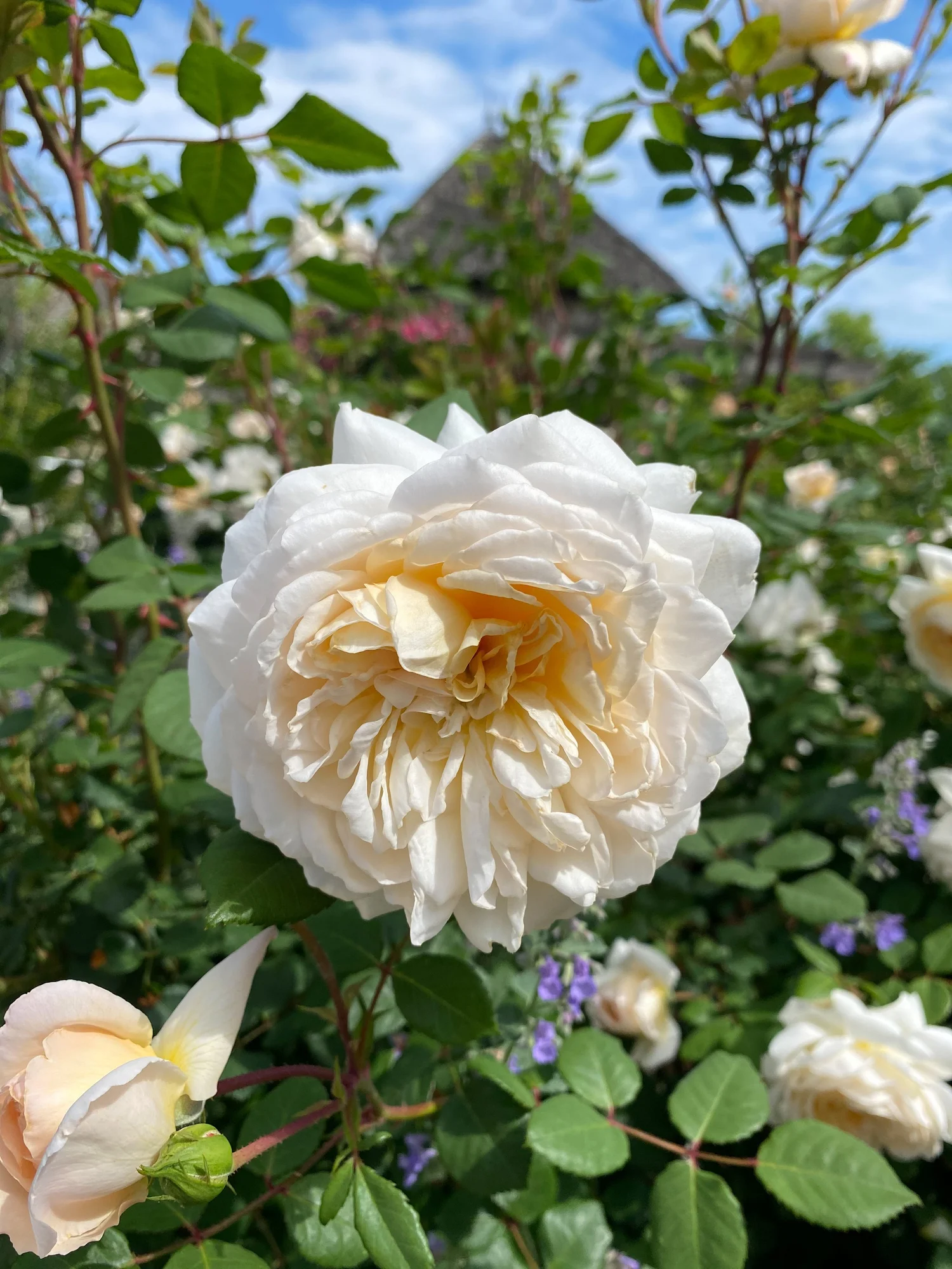 Lewis Ginter Botanical Garden Family Overview and Activities — Virginia ...