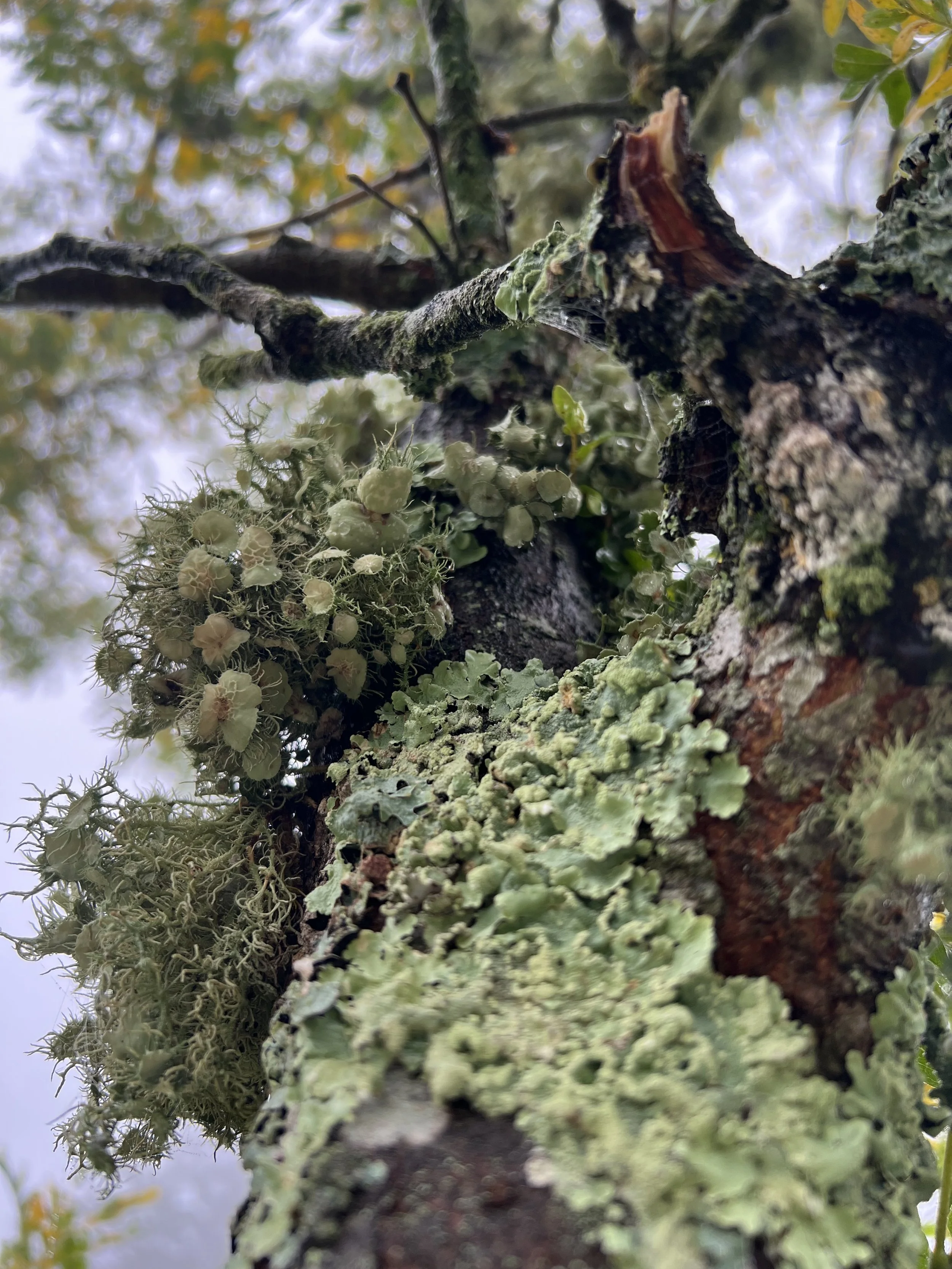 Close-up of tree branch with green lichen and moss.